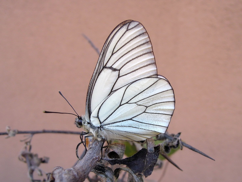 Aporia crataegi - sfarfallamento